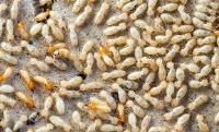 Termite Treatment Sydney image 2